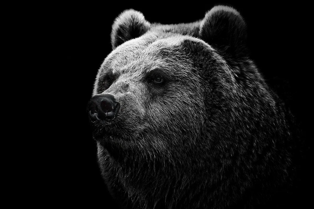 The bear PYR040 canvas тканевый постер с рисунком на заказ для настенного декора декор