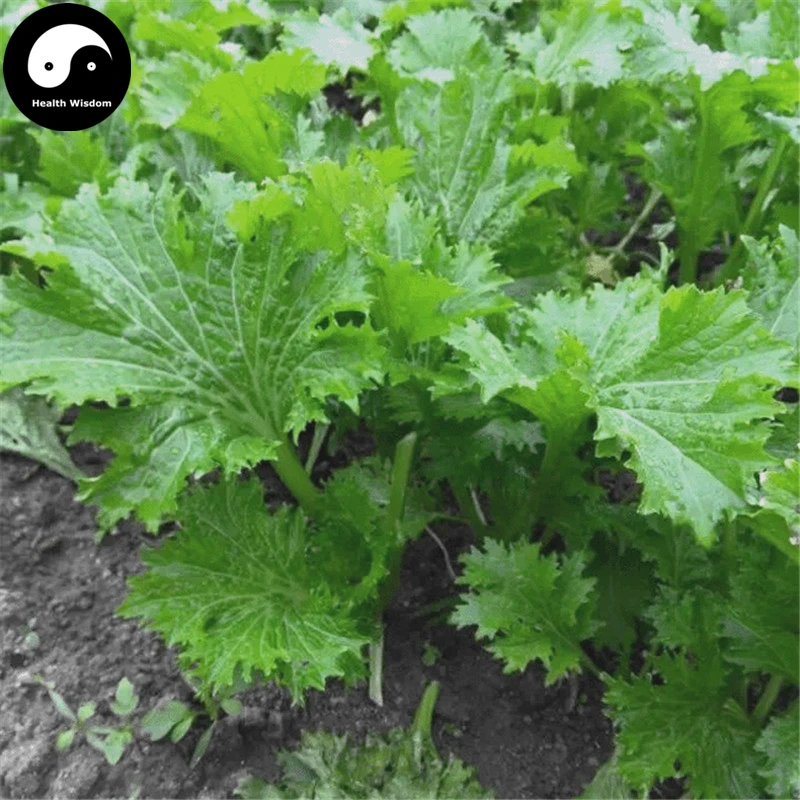 Купить Чуан Qi горчица овощных Semente 200 шт. завод овощной Brassica Juncea