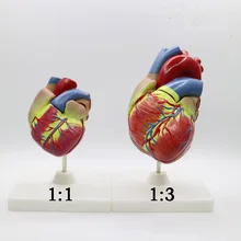 2 pièces 1 + 3 fois grand modèle de coeur d'anatomie cardiaque en PVC outil d'enseignement médical outil pédagogique Figurines de clinique(China)