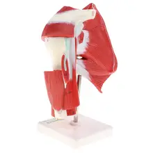 1: 1 человеческое плечо артикулярная мышечная модель сухожилия подвижная система анатомическая модель для школьного обучения инструмент лабораторные принадлежности