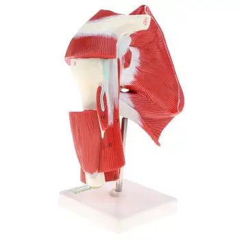 

1: 1 Human Shoulder Articular Muscle Model Tendon Motion System Anatomical Model for School Teaching Tool Lab Supplies