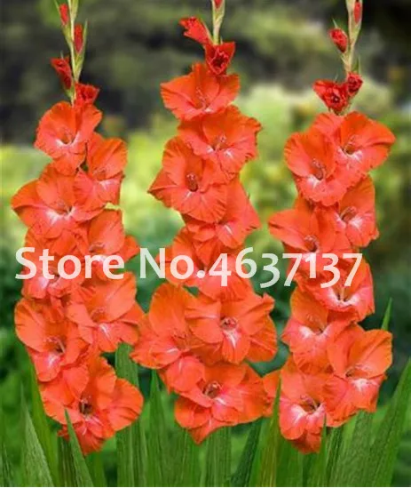 120 قطعة نادر مخطط جسمه السيف زنبق حديقة النباتات والزهور السحلية الزنبق بونساي Seedsplant Gandavensis عالية بقاء معدل