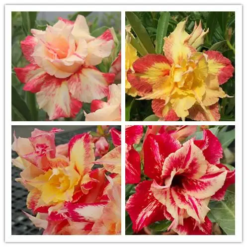 

100% Fresh Real Adenium Obesum semillas - Bonsai Desert Rose Flower Plant Sementes B27