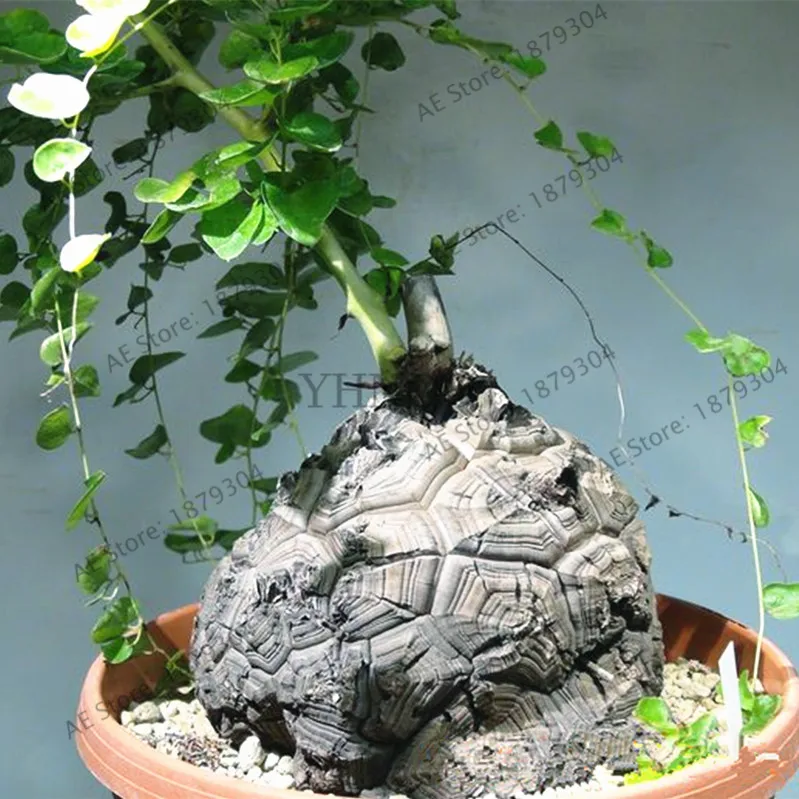 

2pcs/bag Turtle Back,Elephant's Foot,Hottentots' Bread flores(Dioscorea elephantipes)bonsai plant home garden
