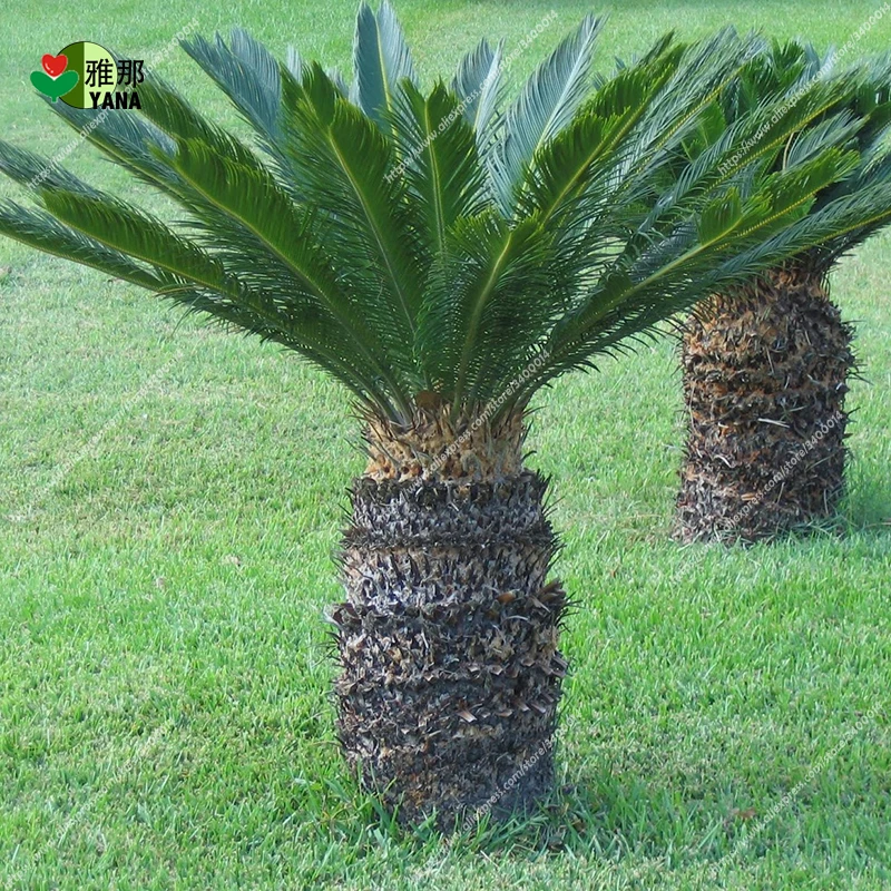 

Cycas revoluta seeds Sago Palm Tree Tropical Fossil Cycad Bonsai Tree seed for indoor plant garden flowers seeds 1pcs/bag