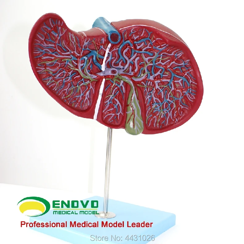 ENOVO The liver model of the hepatic cholecystogram of the human hepatic gallbladder is digested by the liver model цена ENOVO The liver model of the hepatic cholecystogram of the human hepatic gallbladder is digested by the liver model цены онлайн