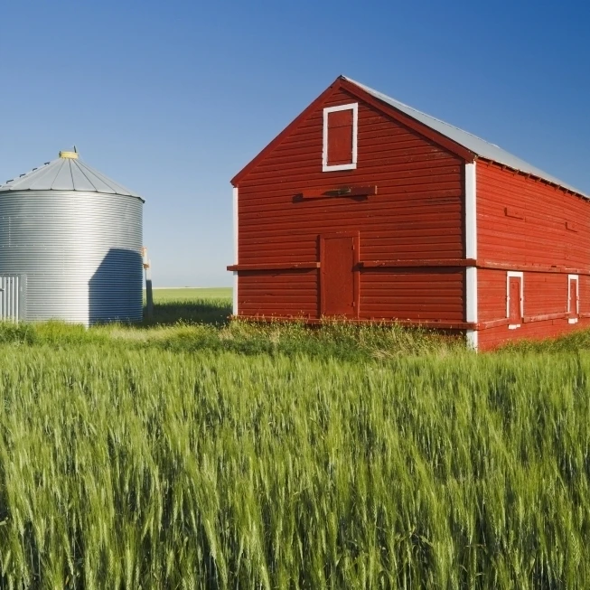 Metal Grain Bin And Wooden Grain Bin In Wheat Field; Sceptre Saskatchewan Canada Poster Print (19 x 12)