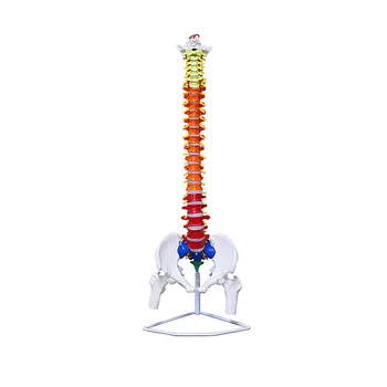 

80/85cm Human spine skeleton model with nerve spine orthopedic skeleton model medical teaching equipment