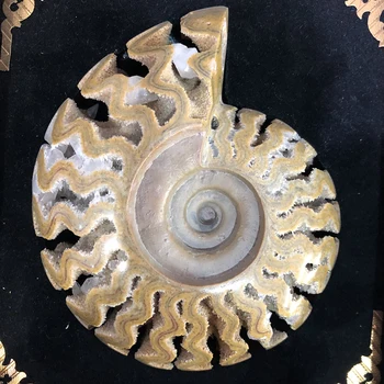 

Top quality! Big Size Natural Ammonite Fossil Geode Drusy Mineral Specimen Ocean Snail Quartz Crystal Cluster Collection Crafts