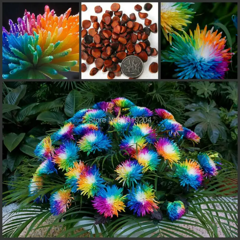 Купить ВЫСОКАЯ - КЛАСС БОНСАЙ, КРАСОЧНЫЕ ГИМАЛАЙСКИЕ СЕМЕНА ОРХИДЕЙ, 20 ...