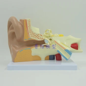 

Medical Human Anatomical Ear Model Enlarge Ear Models Inner Ear Labyrinth Model Ossicles Auricle Model Medical Teaching Supplies