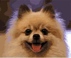 cioioil-T037 Pomeranian dog painting by numbers landscape paint canvas wall pictures for living room