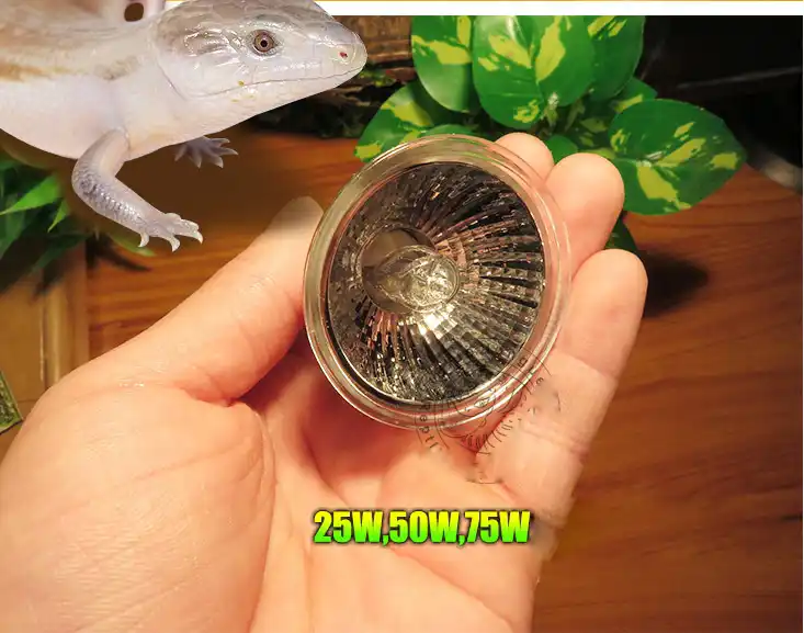 25 watt reptile heat bulb