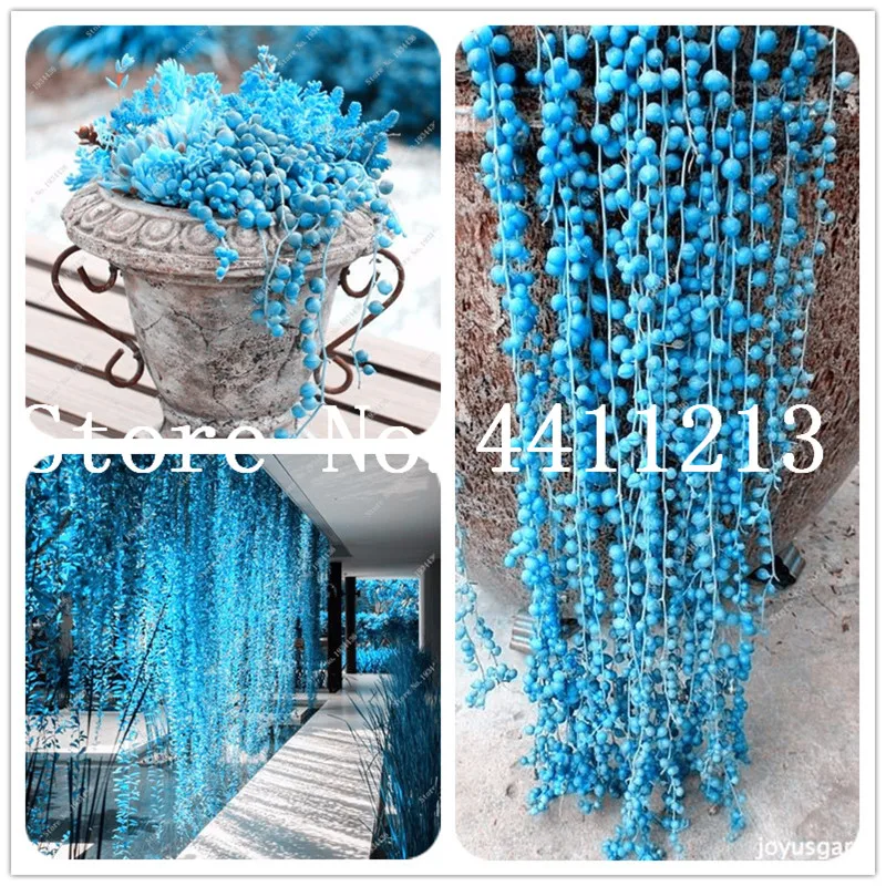 

100 Pcs Blue Climbing Pearl Chlorophytum Office Desktop Flowers Succulents Anti-Radiation Computer Potted Plants Purify Air