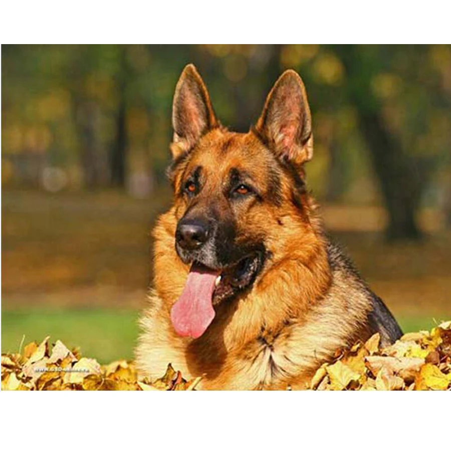 Немецкая овчарка квазимодо. Собака овчарка. Снятся добрые собаки овчарки. Колли собака. Снятся добрые собаки овчарки.