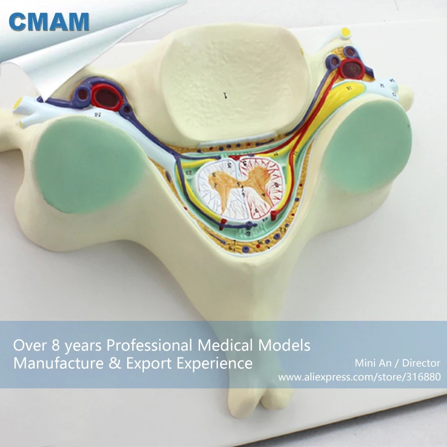 12394/человеческий шейный C5 позвонка анатомическая модель, медицинская научная образовательная учебная анатомическая модель