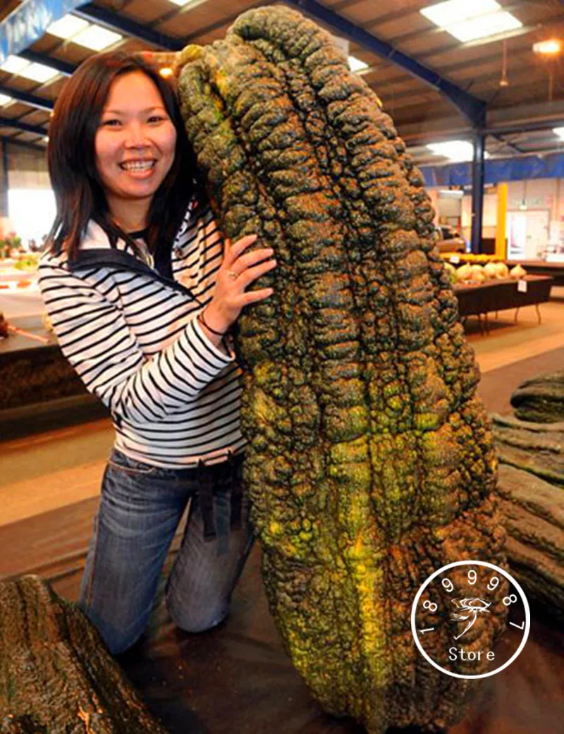 

10 Pcs/Lot Promotion! rare bean bonsai, giant plant flores, garden decoration vegetable plantas,#YRPS3Q