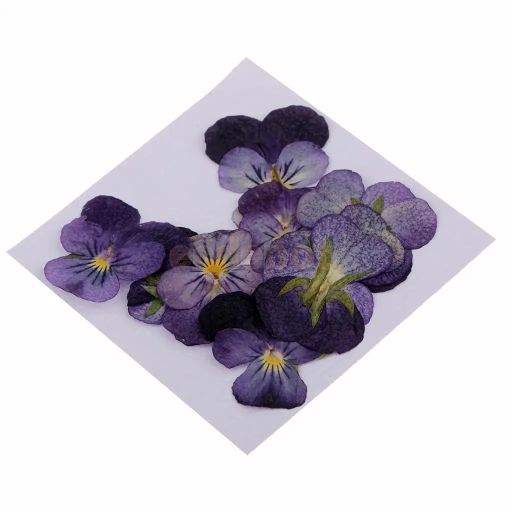 MagiDeal 12 Pieces Pressed Natural Dried Flowers Violet Flower for Art Craft Scrapbooking handmade bookmarks craft accessories,