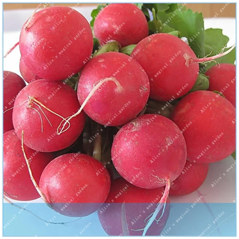 

ZLKING 100pcs Radish 18 Days Ukraine Heirloom Vegetable early