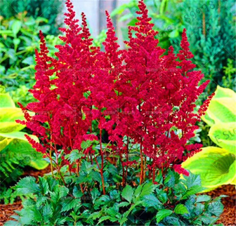 Sale-100-Pcs-pack-astilbe-plant-exotic-beautiful-potted-flower-flores-bonsai-plantas-for-home-garden (3)
