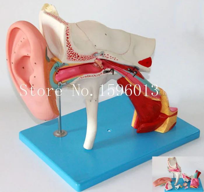 Advanced Enlarged Ear Structure Model, Medical Ear Model,Ear anatomy model