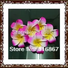 100X fuschia Plumeria Цветы для невесты Гавайское мыло ФРАНЖИПАНИ Свадебные цветы Декор 4,5 см без зажима
