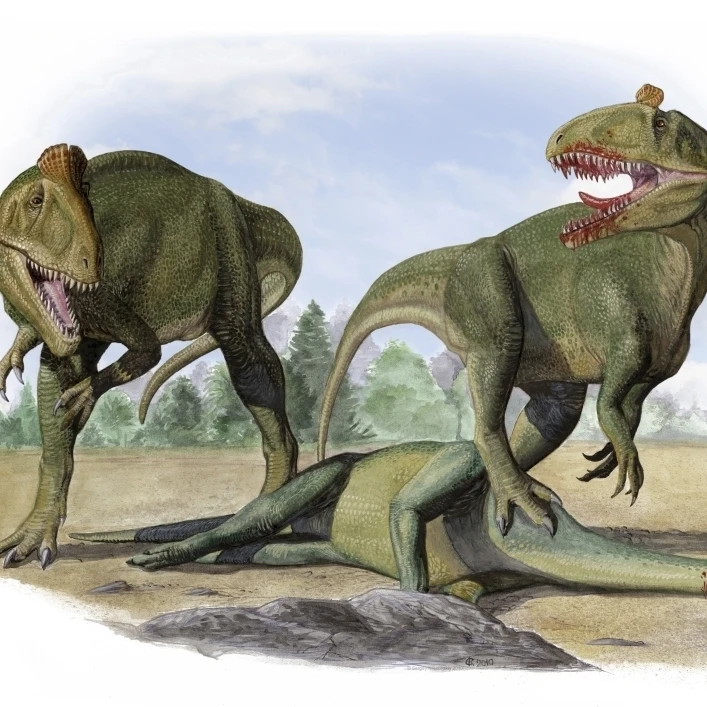 Two Cryolophosaurus ellioti dinosaurs fight over a dead prosauropod Poster Print (16 x 11)