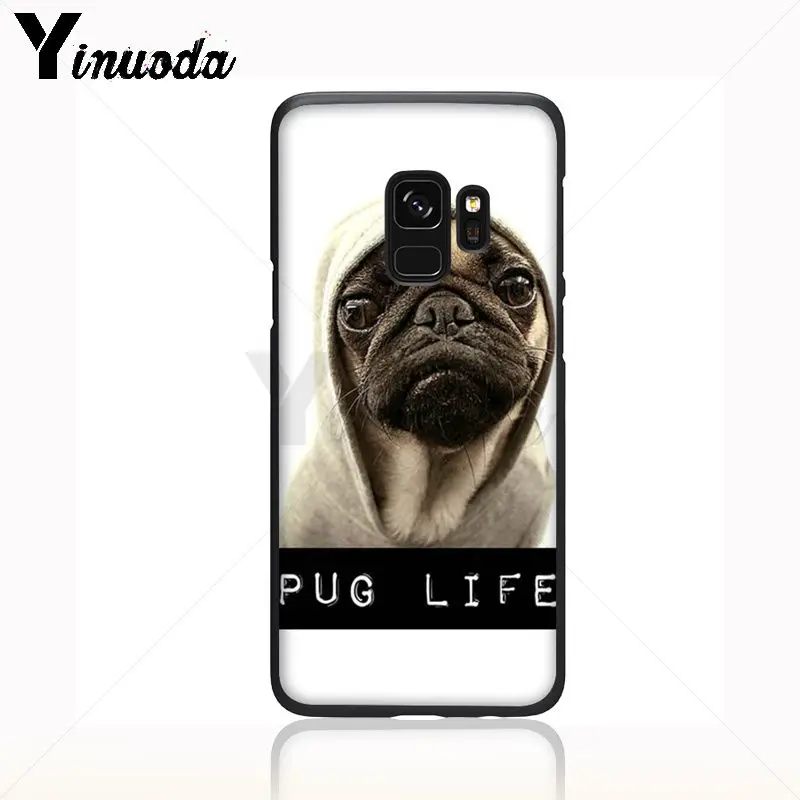pug dog animal