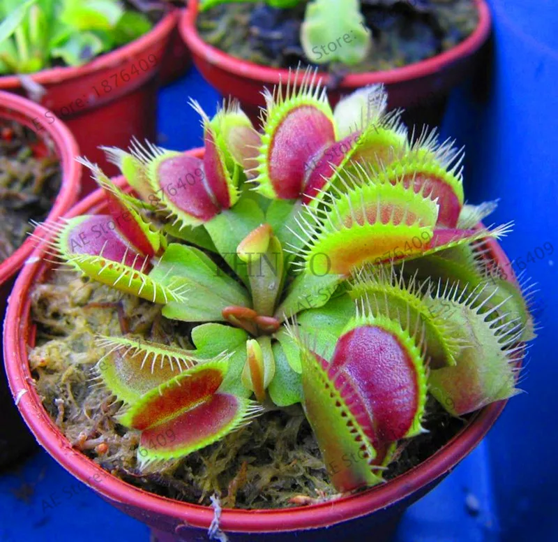 Новые свежие насекомоядные растения бонсай Dionaea muscipola гигантский зажим Венера Flytrap сад 20 Флорес,# X30Z6J