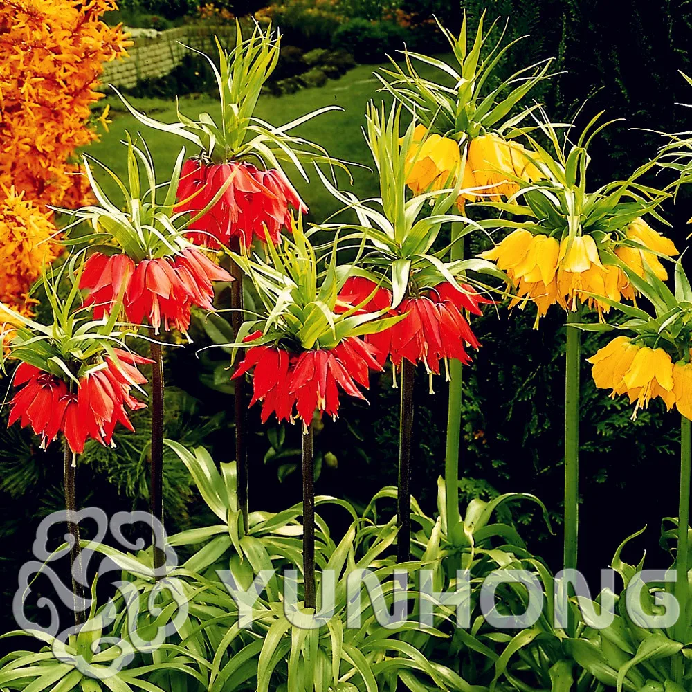 

Best-Selling!100Pcs/Lot Yellow Imperial Crown Bonsai imperialis Lutea Bonsai Easy To Grow Home Garden Ground Cover Plant
