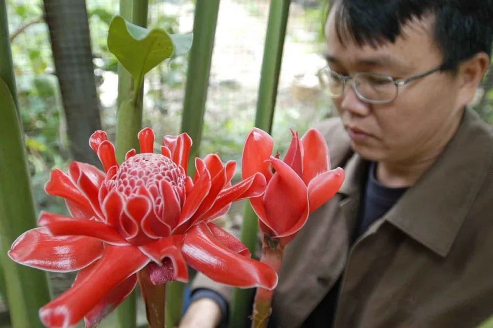 Etlingera elatior blanc - 6 Graines Exotique Plante. belle rare Torch Ginger Etlingera elatior blanc - 6 Graines Exotique Plante. belle rare Torch Ginger