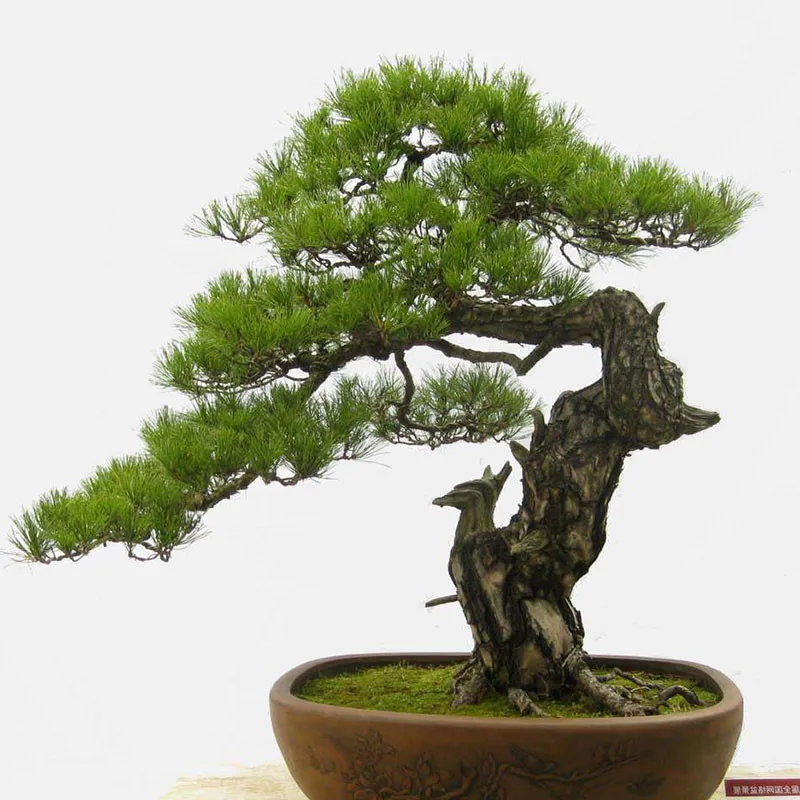 Pine Tree bonsai, Potted bonsai Pinus Landscape bonsai For Home&Garden,Teach you how to grow 20pcs/pack Pine Tree bonsai, Potted bonsai Pinus Landscape bonsai For Home&Garden,Teach you how to grow 20pcs/pack