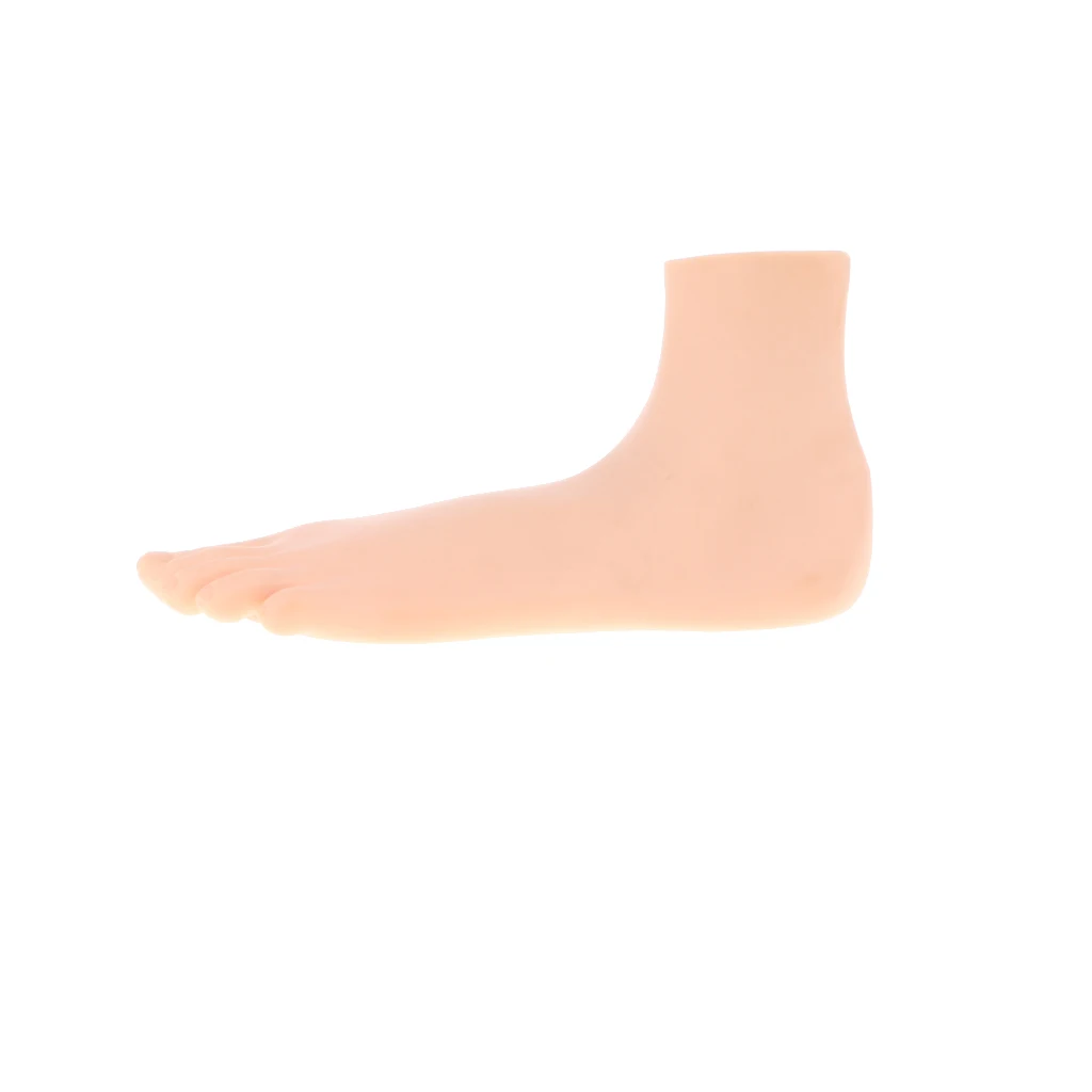 1:1 Lifesize Human Normal/ Arched/ Flat Foot Model with Ligaments Bones Muscles Medical Anatomical Study Kit