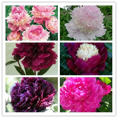 

10pcs Rare Double Peony Bonsai Multicolor Perennial Peony Flowers Chinese Paeonia Suffruticosa plants Diy Home Garden decoration