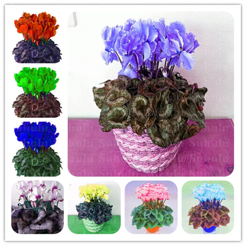 

100 Pcs Japanese Colorful Bonsai Cyclamen Persicum Exotic Indoor Potted Garden Plant Rabbit Ears Blooming Flower,Easy To Plant