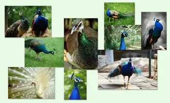 

3d wallpaper custom mural peacock painting wallpaper 3d wall murals wallpaper Home Decoration