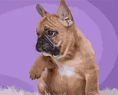

MaHuaf-X1374 French bulldog Dog Puppy painting by numbers hand painted coloring by numbers on canvas for Living Room decor