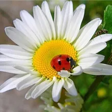 На заказ Алмазная картина eigen foto Кот Цветы 5d diy Мандала алмазная живопись фильмы полный квадратный/круглый дом птица балет подарок