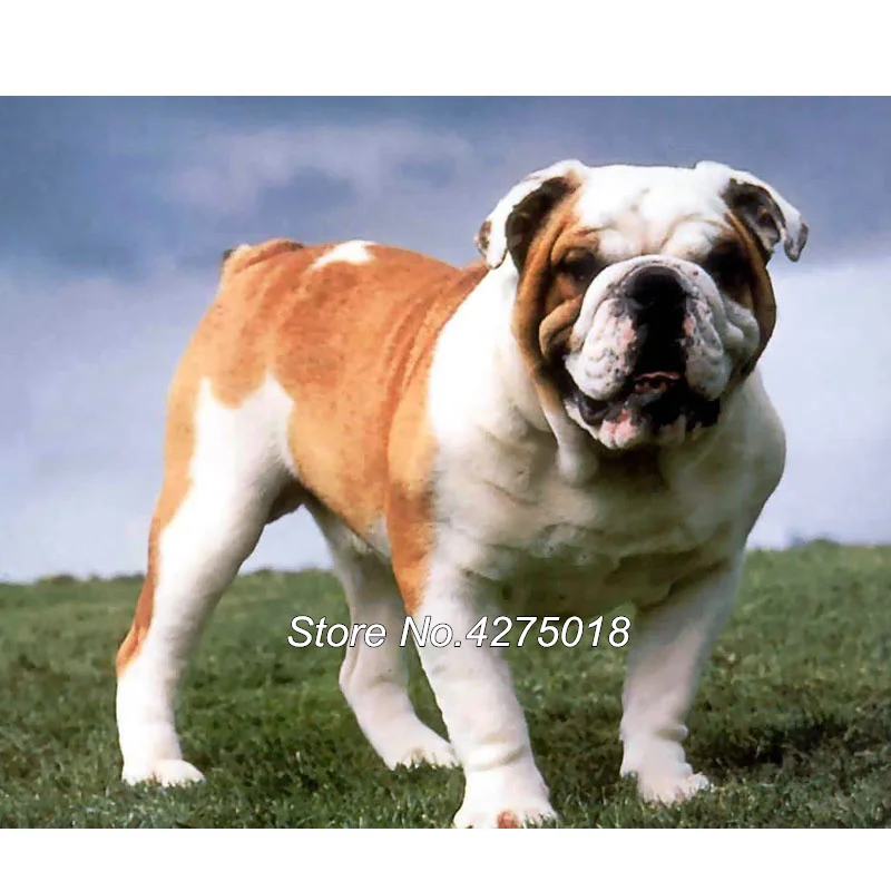 English Bulldog,animal dog