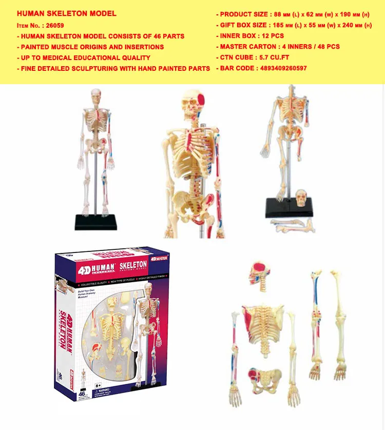 HUMAN SKELETON MODEL