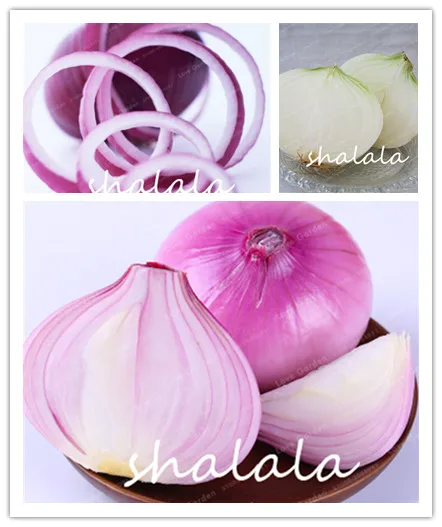 

Giant Onion Bonsai Fresh Nutritious Non-GMO Organic Vegetables Bonsai Succulent Food High Germination 100pcs
