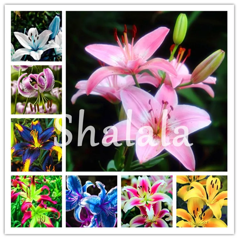 

200 pcs Mixed Color Bright Lily Bonsai Flower Cheap Perfume Lilium Plantas Indoor & Outdoor Different Flower Bonsai Garden Pots
