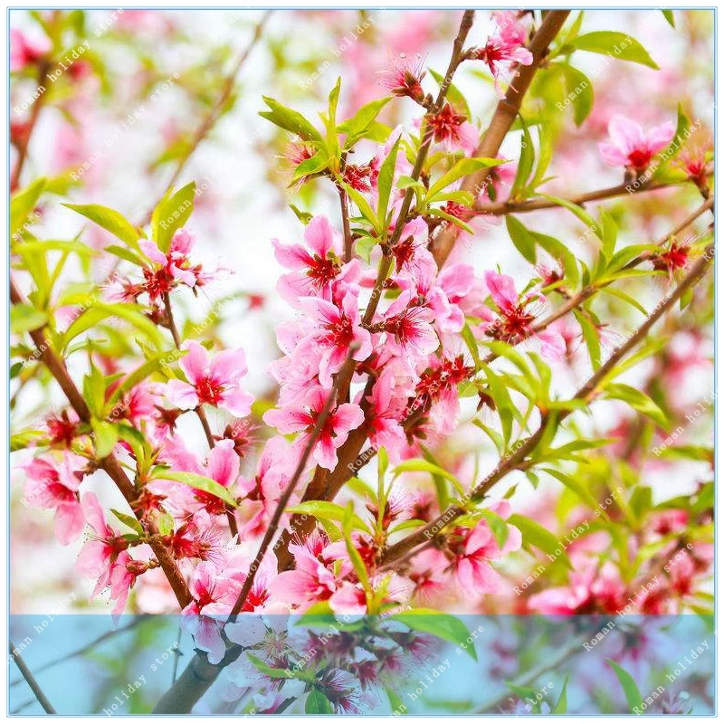 

5pcs Tree authenticbeautiful peach blossom plant germination rate DIY home garden