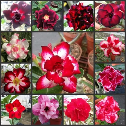 20 pz 100% Fresco Reale Adenium Obesum Desert Rose Bonsai Fiore Pianta Semillas 20 pz 100% Fresco Reale Adenium Obesum Desert Rose Bonsai Fiore Pianta Semillas