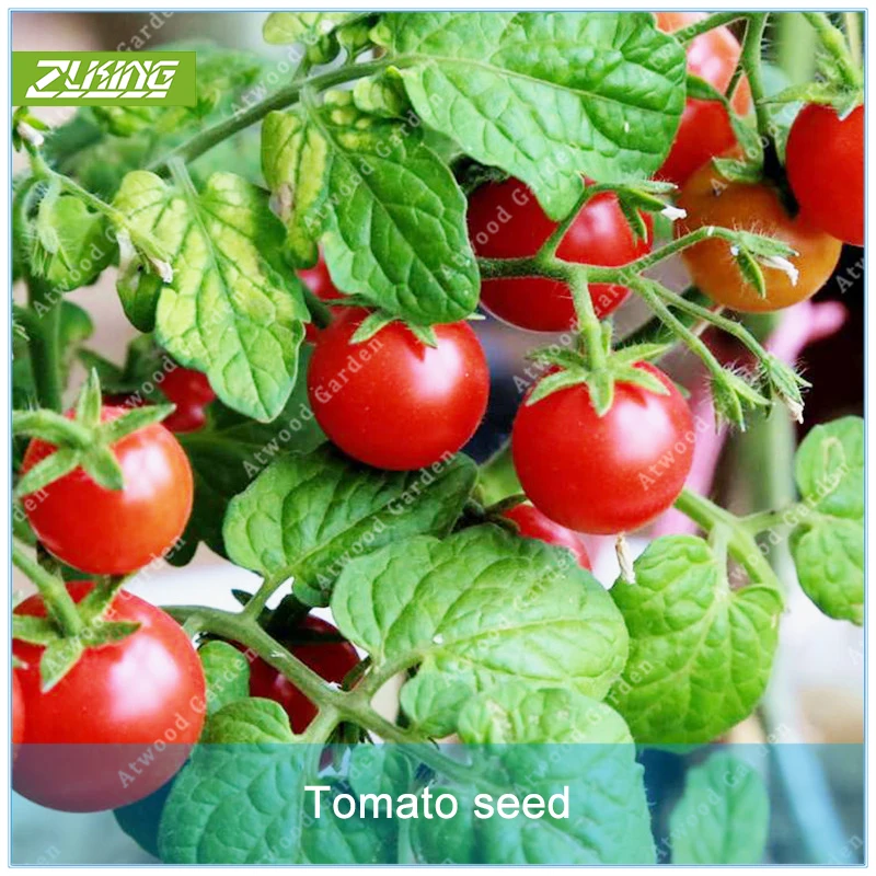 

ZLKING 200 pcs/bag Tomato Delicious Cherry Tomato Non-GMO Vegetable Edible Food Potted Plant for Home Garden