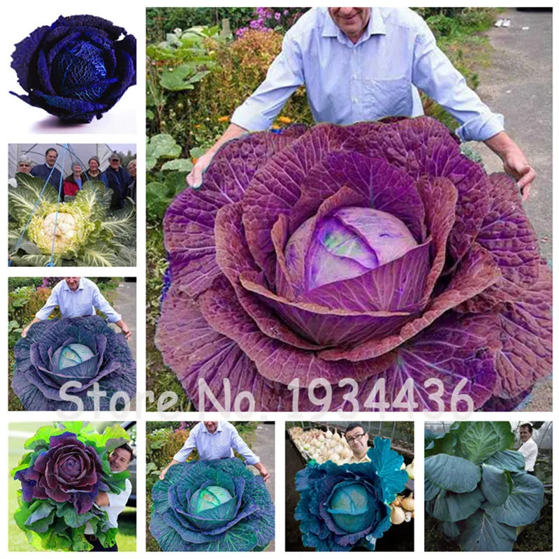 

100 Pcs / Bag Giant Russian Cabbage Vegetable Plants High Germination Bonsai Potted For Home Garden Nutrient-Rich Food Easy Grow
