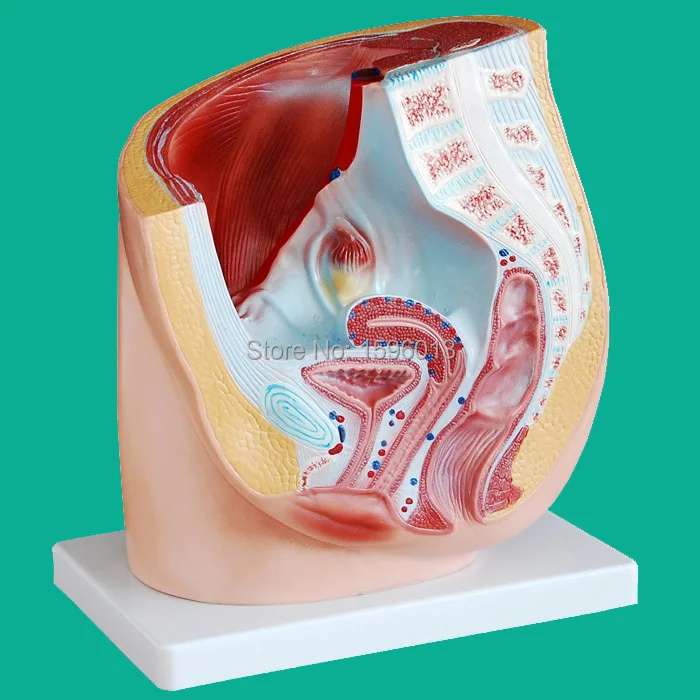 Модель женского таза средняя часть анатомии модели таза|model of the digestive system|model