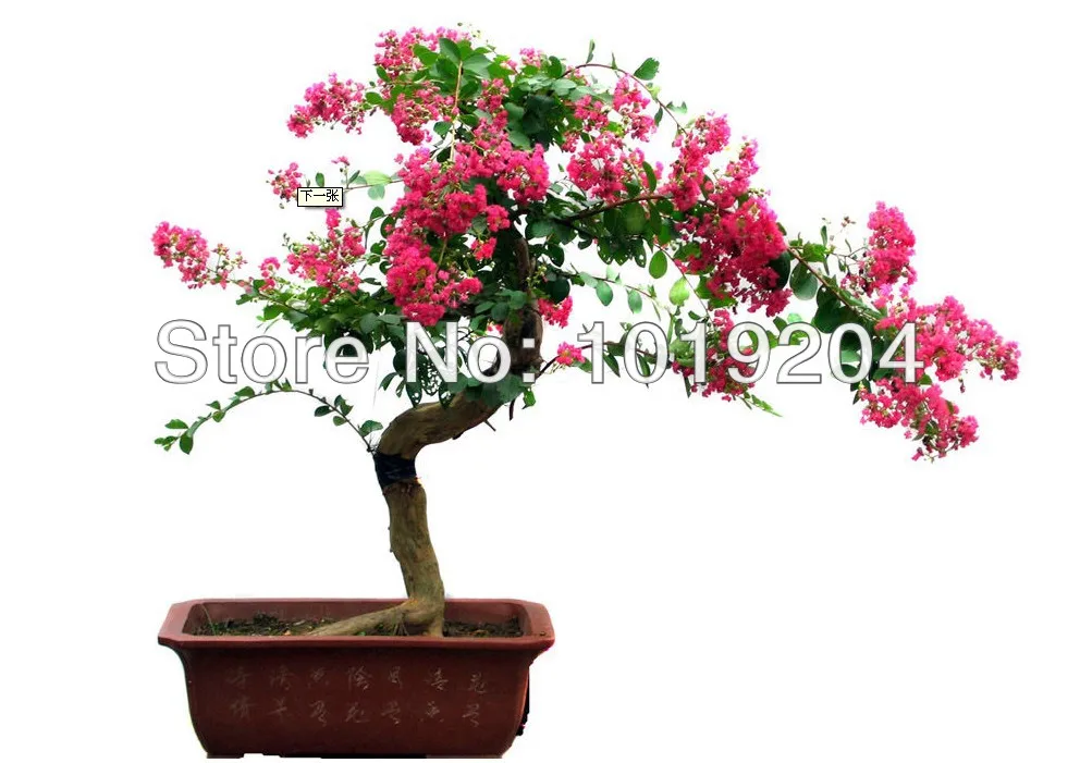 Compare Prices on Flowering Plants India Online Shopping/Buy Low Price