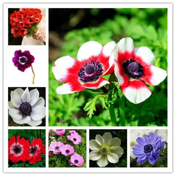 

Sale100pcs White Anemone bonsai Wedding Home Decoration Bouquet Rare Flower plant Bonsai Gift For Home Garden Semillas De Flores