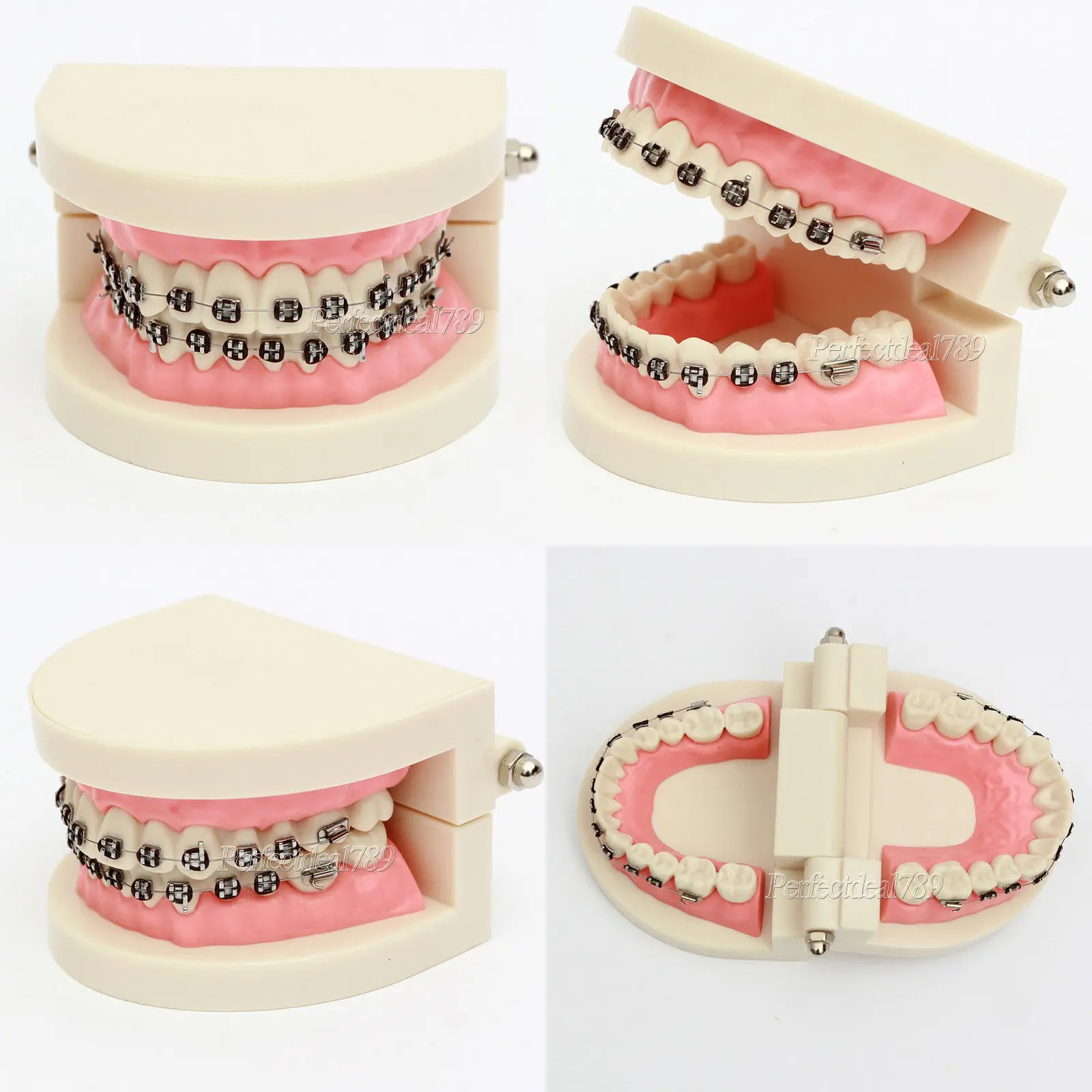 Стоматологическая обучающая стандартная демонстрационная модель типодонт зубов с кронштейном 1 шт